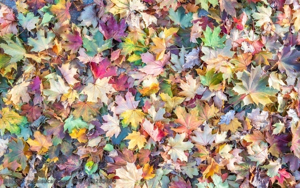 彩色落叶图片 植物 枫叶 唯美背景 壁纸 秋色 秋天 叶子 落叶 生物世界 花草