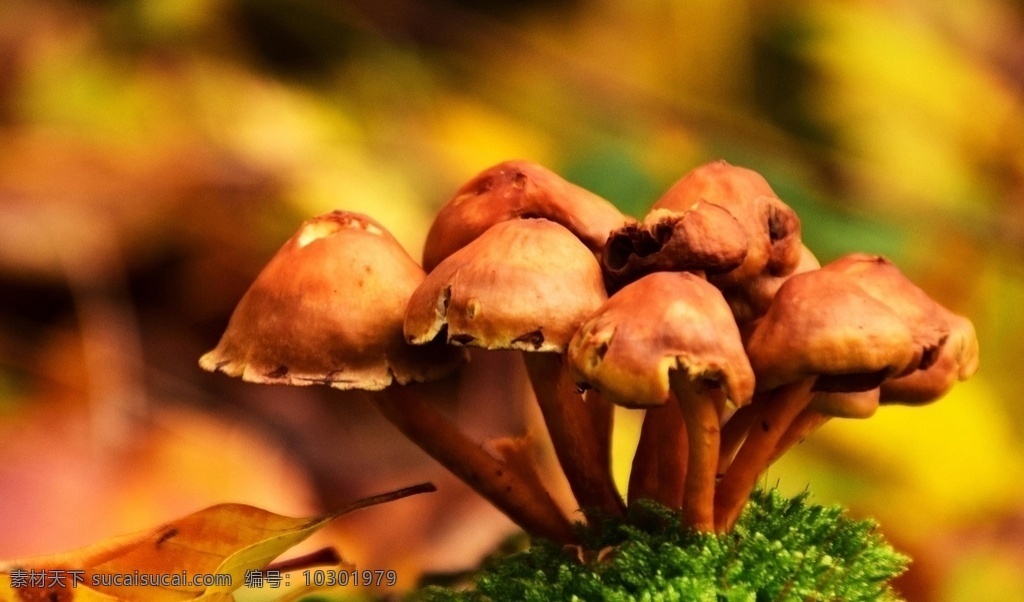 秋天 唯美 风景图片 食用植物 真菌 叶 蘑菇 自然 伞形 黄色 生物世界 花草