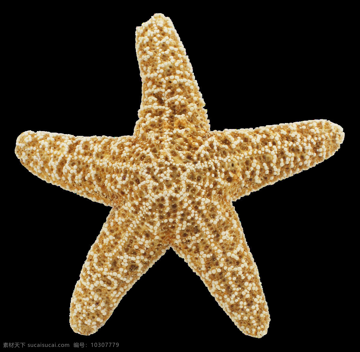 海星图片 海星 星鱼 星星 派大星 星 png图 透明图 免扣图 透明背景 透明底 抠图 生物世界 海洋生物