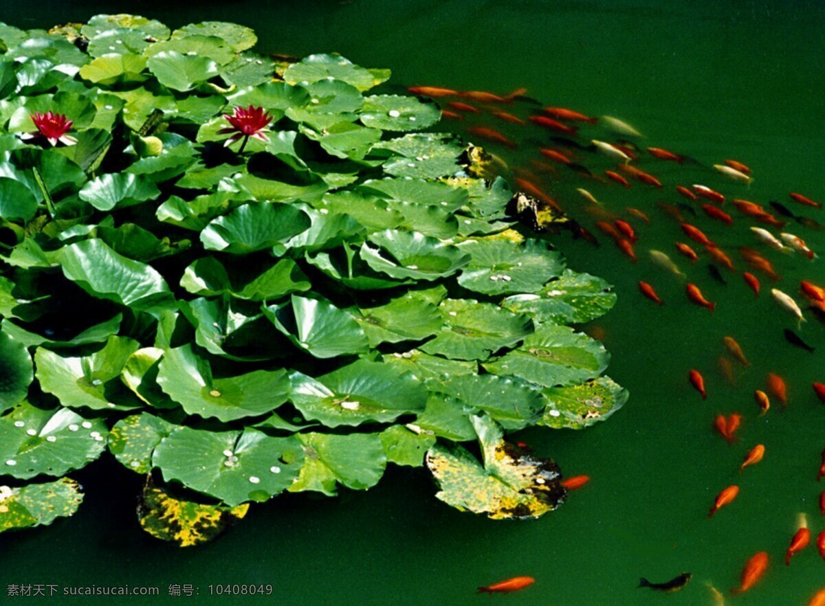 精品 美景 睡蓮 鯉魚 風(fēng)景圖片 荷花 荷葉 錦鯉 蓮花 魚群 極致 風(fēng)景 生活 旅游餐飲