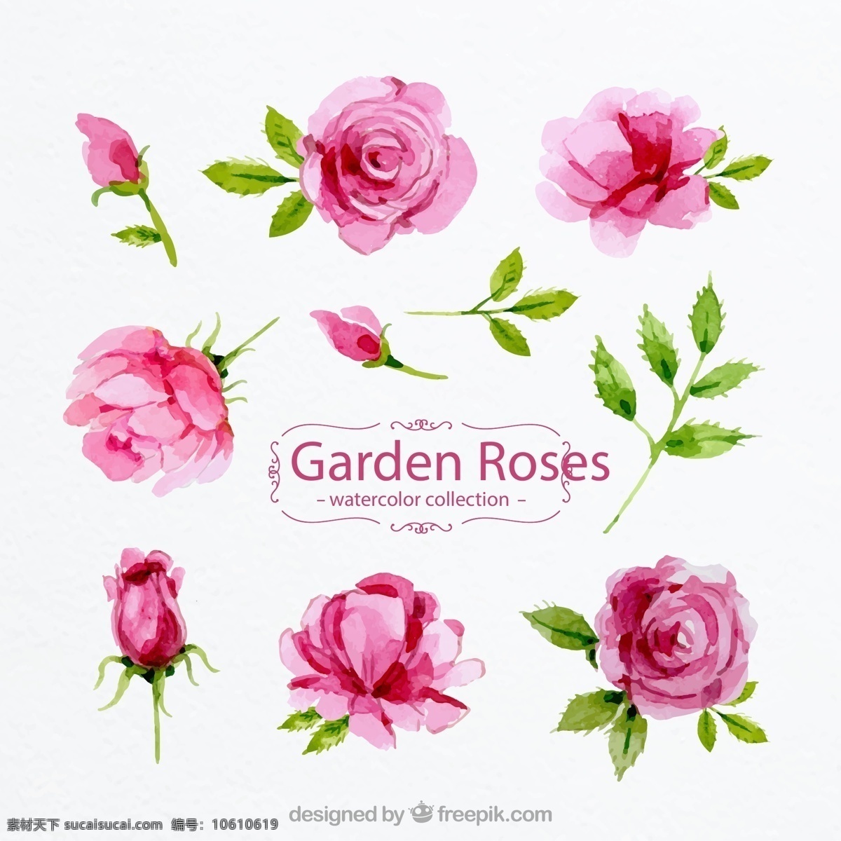 粉色 花园 玫瑰花 叶子 水彩 矢量 高清图片