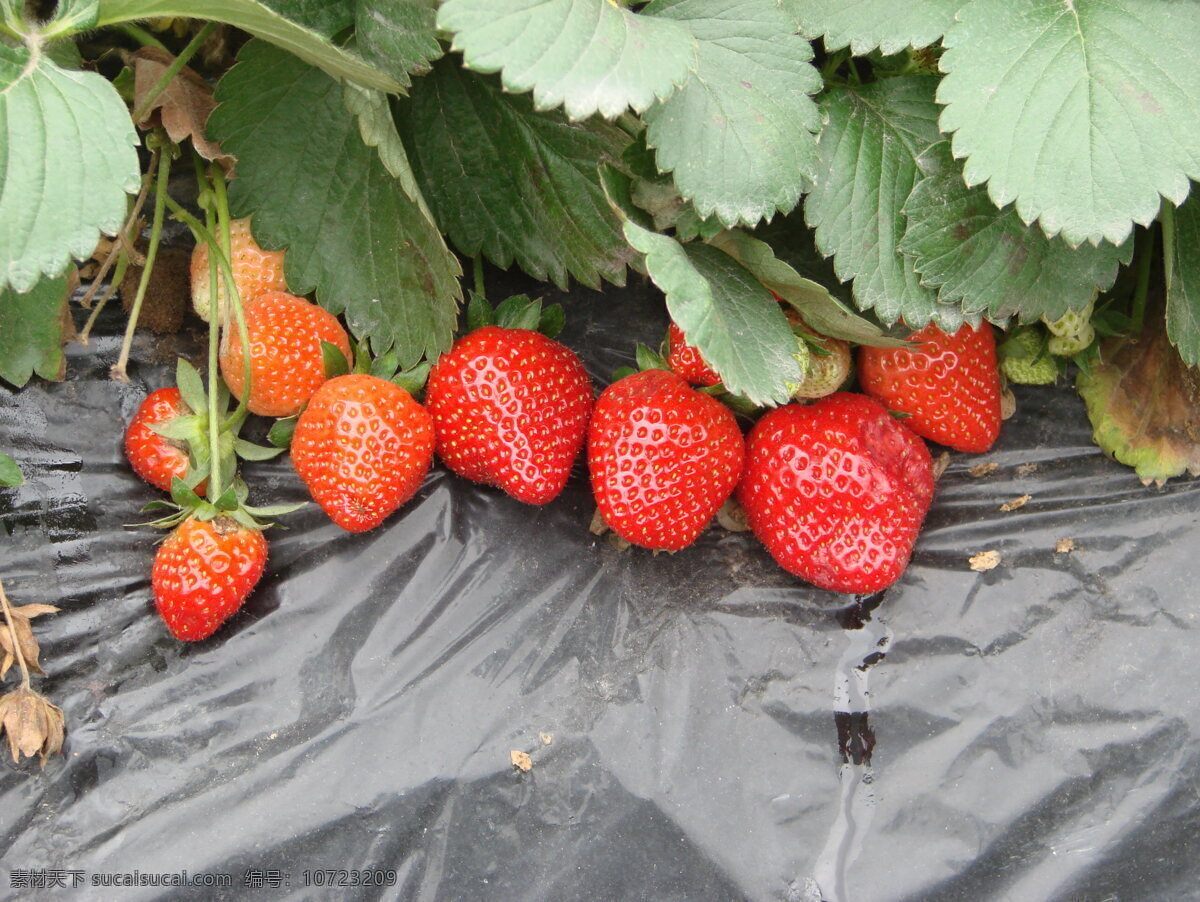 诱人的草莓 草莓 园里 丰收的季节 诱人的水果 草莓图片 一片草莓地 红草莓 绿色风景 田园风光 绿色风景素材 jpg图片 自然景观