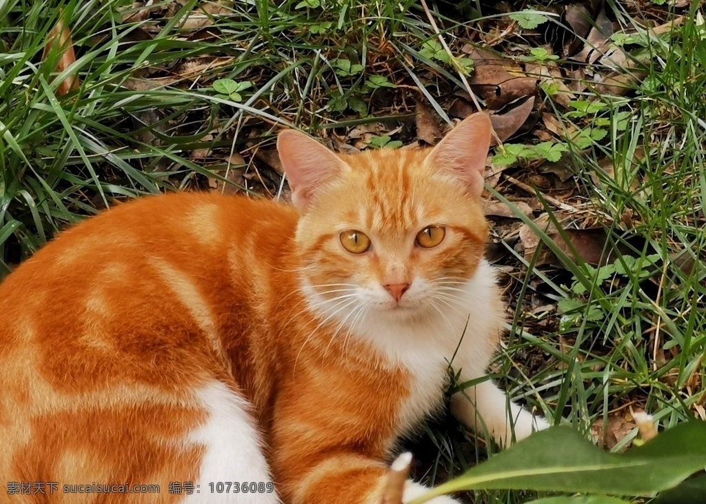 忧郁的橘猫 橘猫 流浪猫 颜值 可爱 生物世界 野生动物