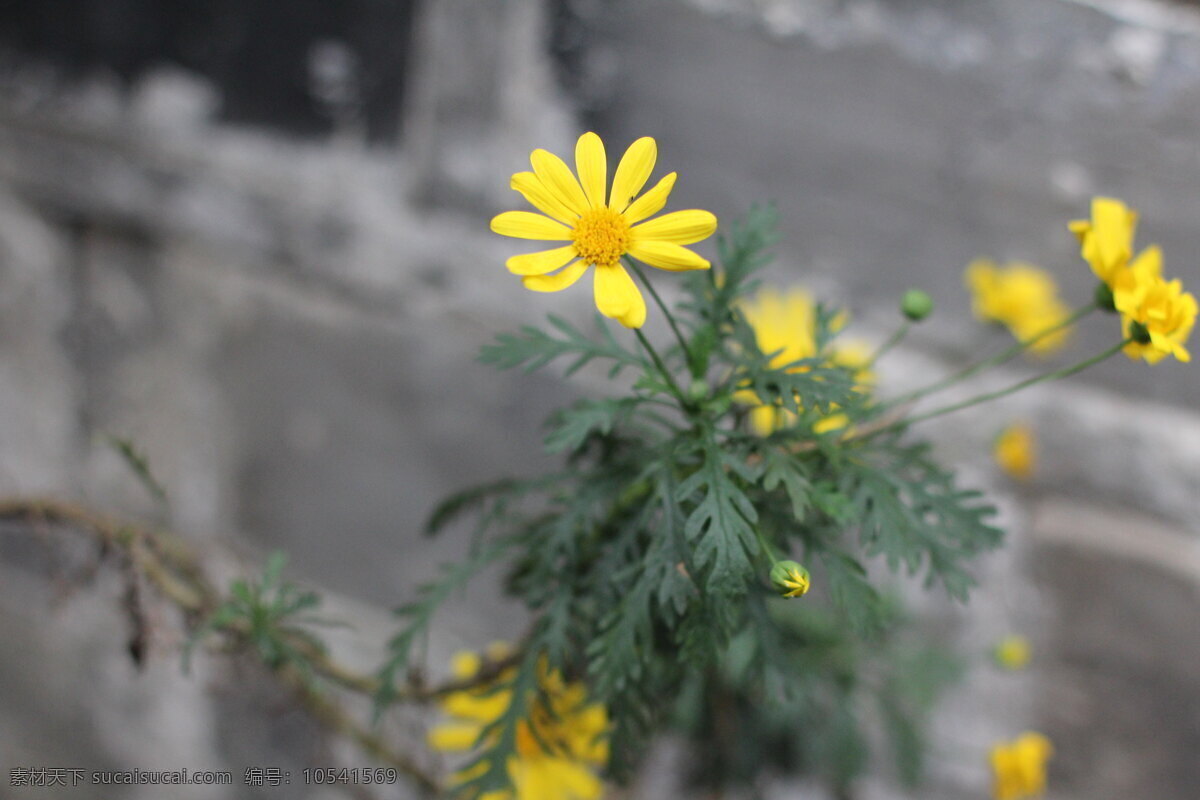 小雛菊 小黃菊 黃色花 小黃花 春意 墻中小花 生物世界 花草 灰色