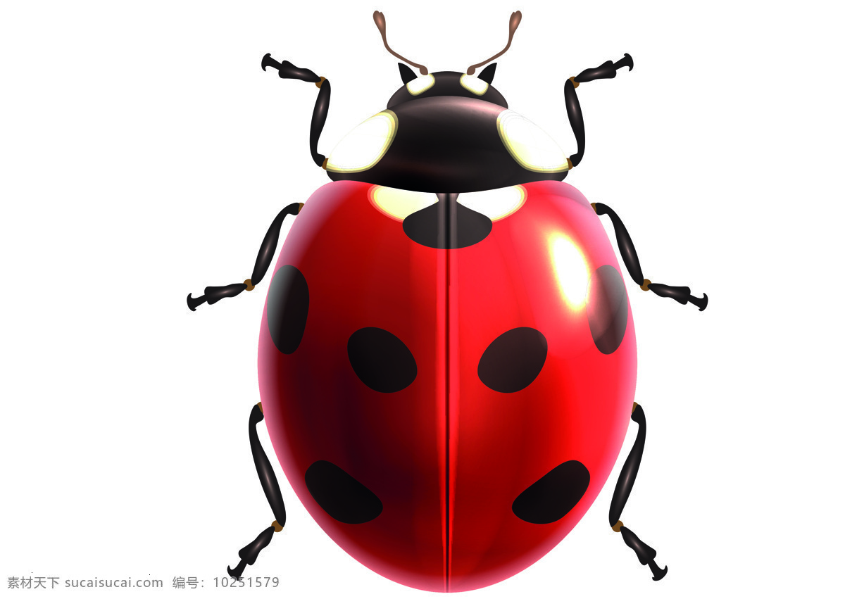 甲壳虫 动物 生物 装饰 图形图标素材