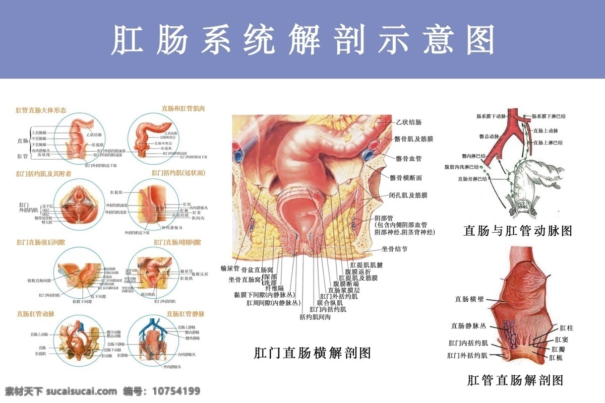 肛肠 系统 解剖 图 解剖图 生殖器挂图 肛肠挂图 肛肠解剖图 医院挂图 直肠动脉图 肛肠动脉图 肛肠横解剖图
