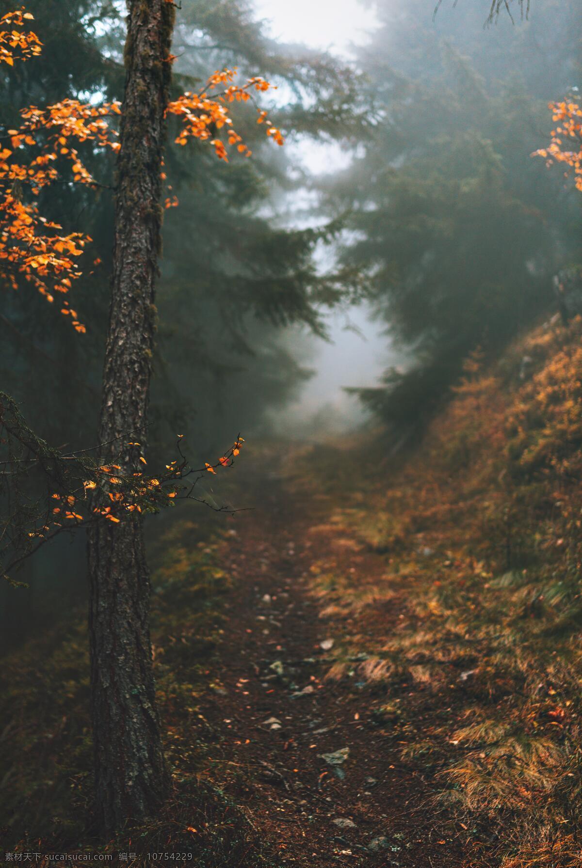 迷雾森林 森林 秋天 秋季 树木 树林 迷雾 自然景观 林中小径 高清摄影图 自然风景