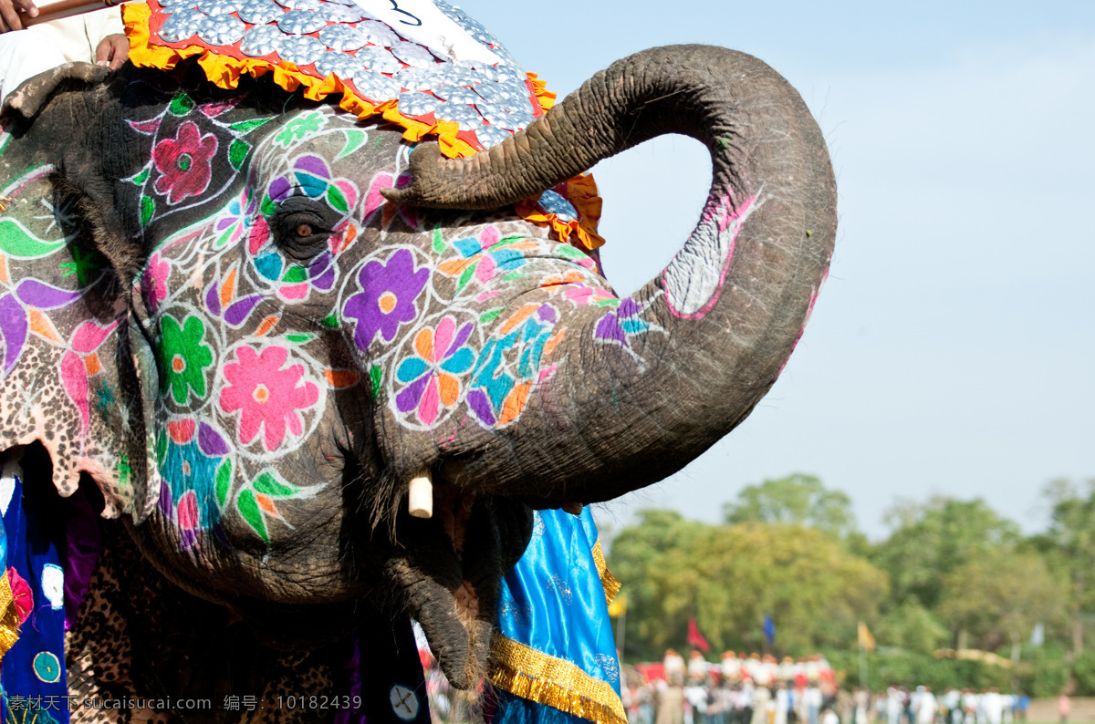 大象摄影 大象 印度大象 动物 印度风格 自然风景 自然景观 黑色