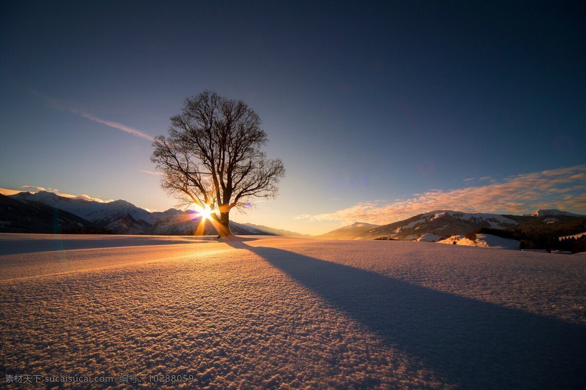 冬日阳光雪景 冬季 雪地 雪景 枯树 阳光 落日 自然景观 自然风景