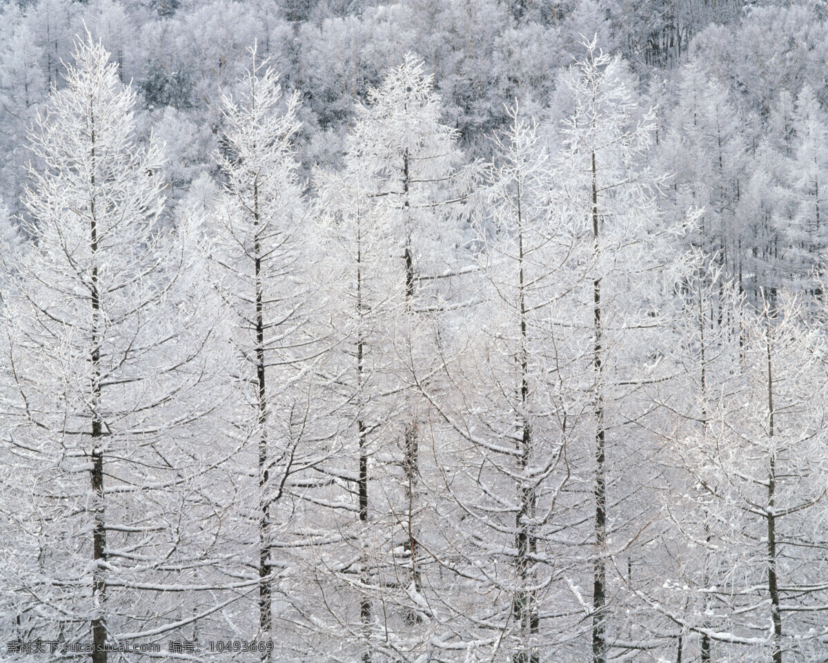 白皚皚 森林 白雪皚皚 雪景 雪松 白雪風(fēng)光 森林大雪 風(fēng)景 生活 旅游餐飲