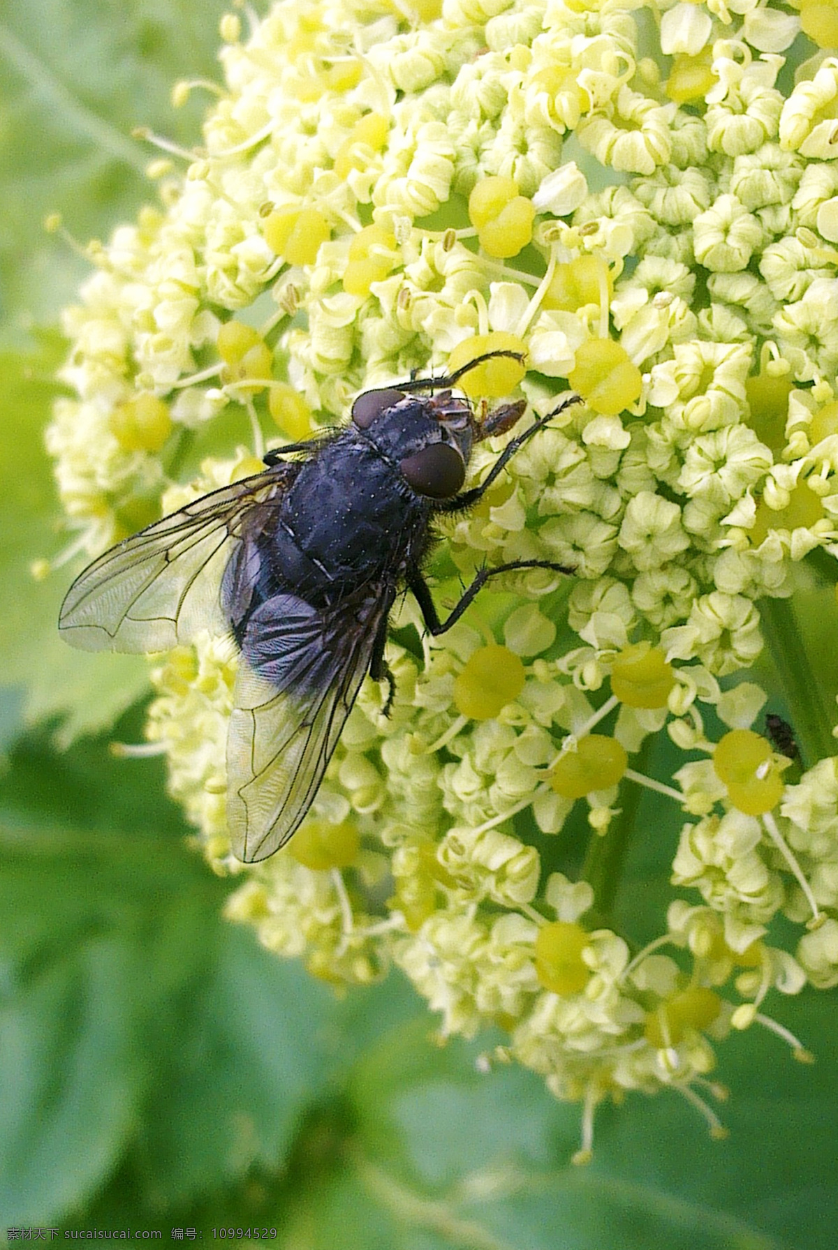 蒼蠅 house fly 昆蟲(chóng) 完全變態(tài)昆蟲(chóng) 小昆蟲(chóng) 節(jié)肢動(dòng)物 蠅子 微觀世界