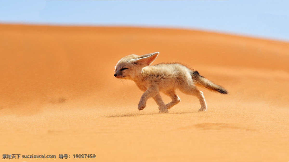 宠物 动物 合集 沙漠 里 狐狸 小动物 动物照片 动物壁纸 宠物动物合集 生物世界 其他生物