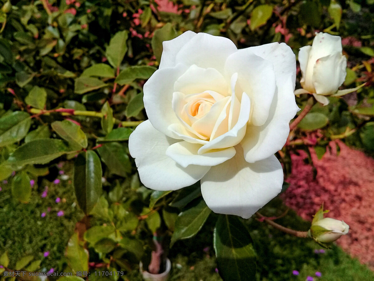 玫瑰花月季花 玫瑰花 紅玫瑰 白玫瑰 黑玫瑰 黃玫瑰 玫瑰 月季花 白月季 紅月季 黃月季 情人花 情人節(jié) 情人 愛情 愛意 浪漫 浪漫玫瑰 清新月季 溫馨月季 情人玫瑰 玫瑰示愛 玫瑰花兒 月季花兒 玫瑰月季 月季玫瑰 稀世玫瑰 西施玫瑰 生物世界 花草