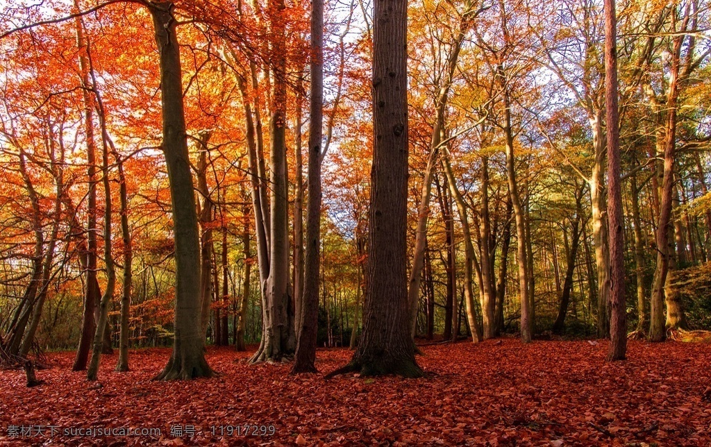 秋季 自然景觀 森林 金黃色 自然風(fēng)景