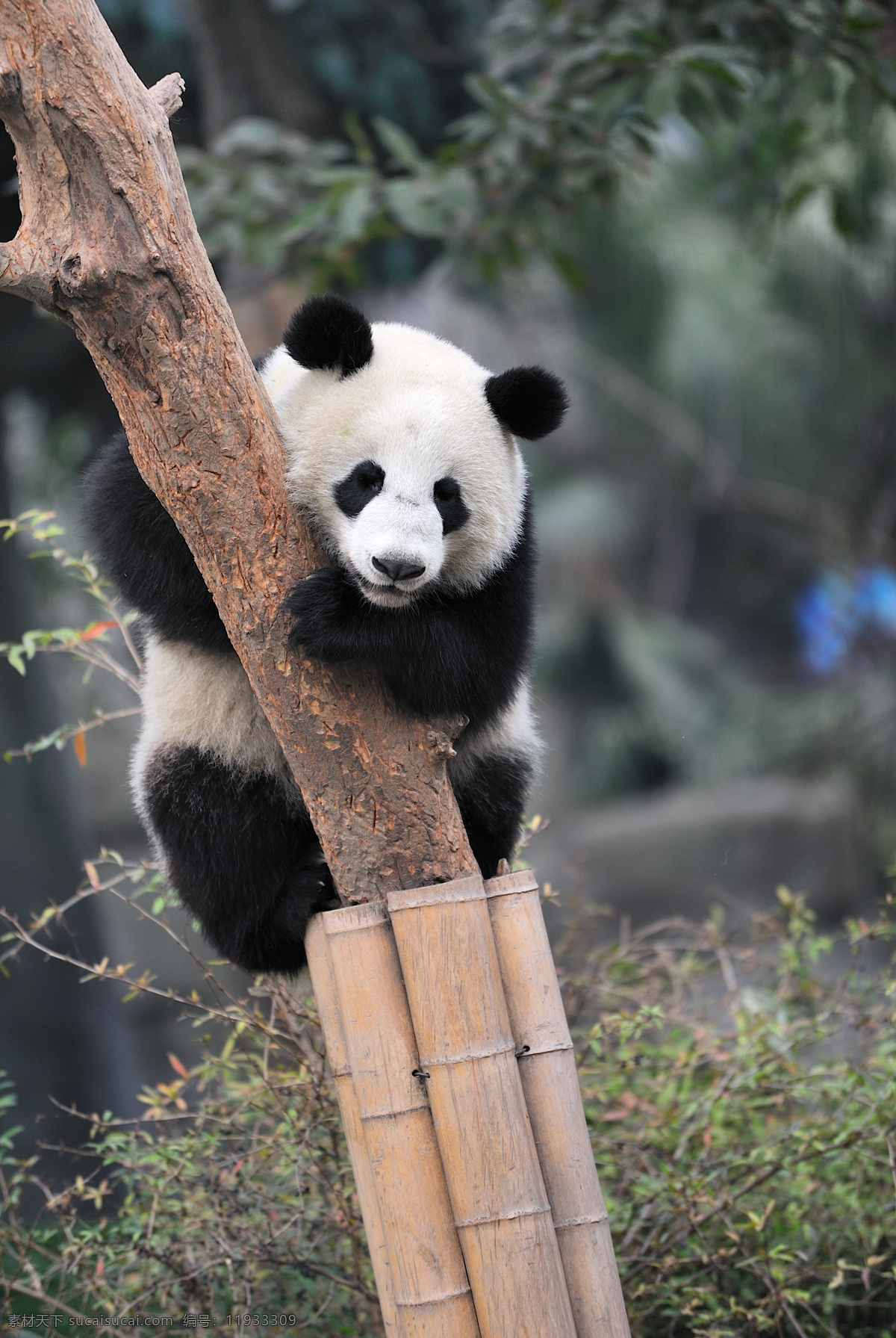 可爱 熊猫 宝宝 可爱的 国宝大熊猫 野生 大熊猫图片 生物世界 野生动物