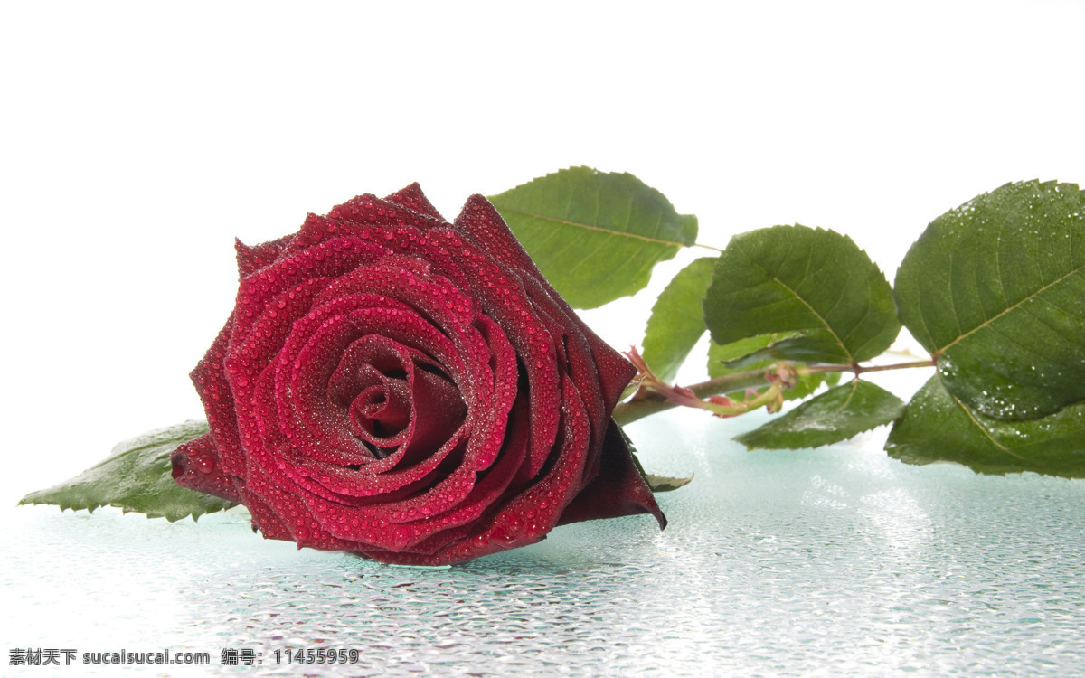 红色 玫瑰花 桌面 背景图片 红色玫瑰花 水珠 桌面背景图片 鲜花写真
