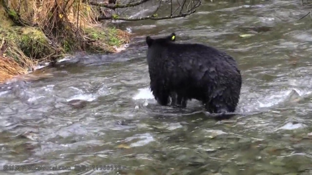 黑熊 动物 视频 黑熊视频素材 动物视频 黑熊视频 河流视频 河流 自然