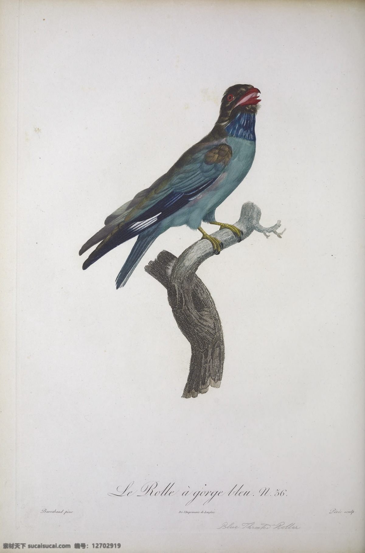 手繪天堂鳥 圖譜 高清手繪鳥類 手繪鳥類 鳥類太陽鳥 天堂鳥 美國鳥類 亞洲鳥類 澳大利亞鳥類 印度鳥類 巴西鳥類 手繪 花鳥 鳥兒 鳥 禽類 西方圖譜 蜂鳥 鳥類素材 繪畫 科普 繪畫書法 文化藝術(shù) 生物世界 鳥類