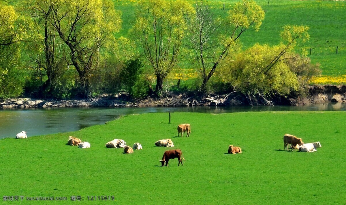 草地 牛群 牛 动物 哺乳动物 农业 草 草原 绿色 农村 牧场 树林 河水 河流 背景 壁纸 纯净 自然景观 自然风景