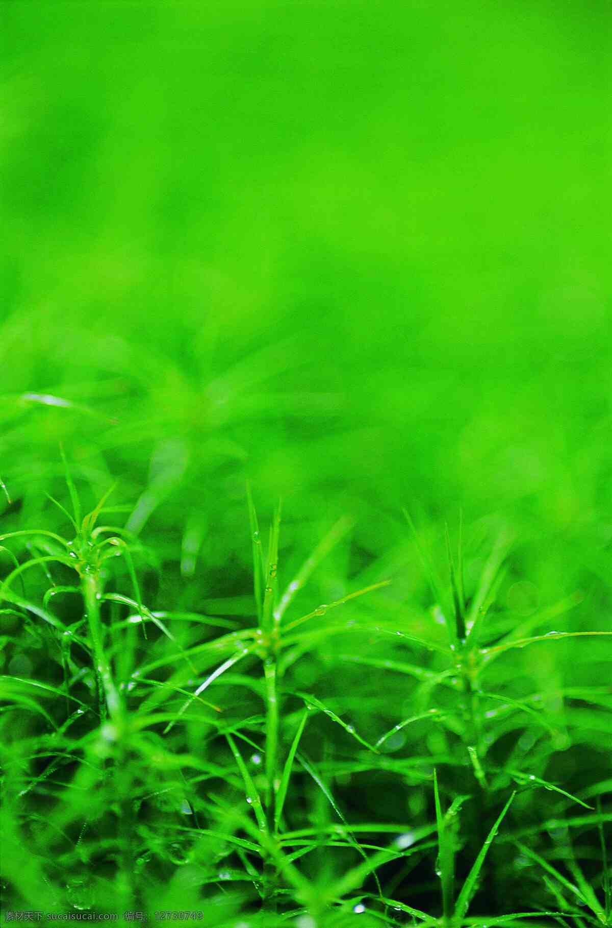 植物 生命 植物的力量 生命力 绿色