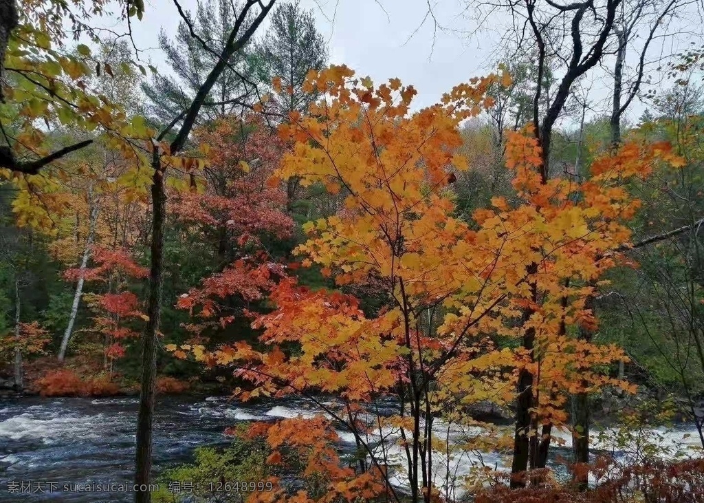 风景 秋天 黄叶 流水 自然 水 河 溪 池 湖 山 树 景色 自然景观 自然风景