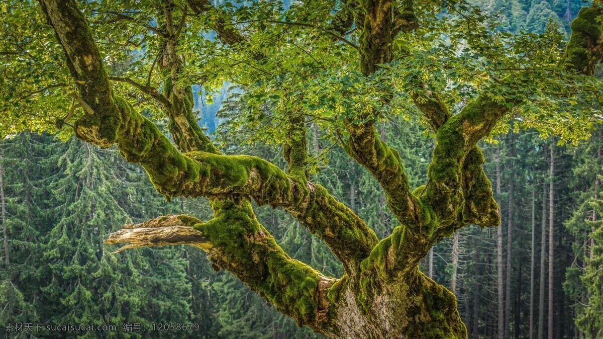 板栗 苔 森林 审美 奥地利 8k 图 8k图 老 绿色 植物 壁纸 动植物 3d设计 3d作品