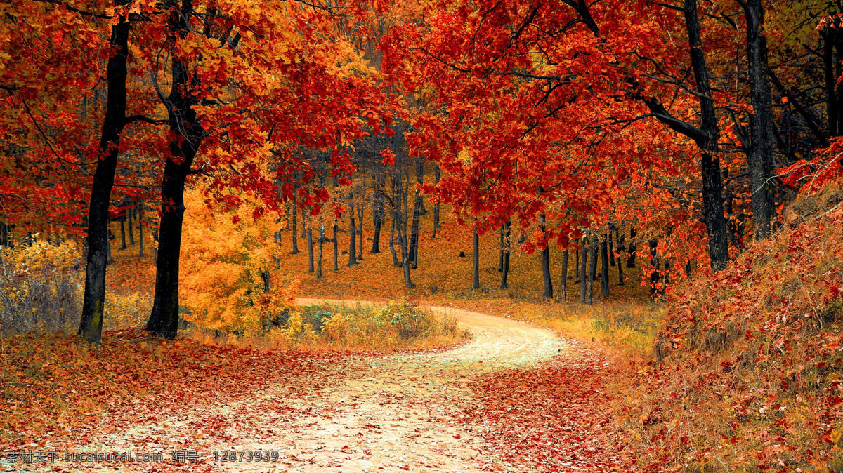 红叶图片 路 森林 秋季 红色 季节 树木 自然 树叶 树 华美 十月 时令的 更改 植物 橙色 自然之美 宁静 宁静的场景 植物部分 土地 生长 前进的路 没有人 方向 田园 白天 秋季系列 户外 自然条件 自然景观 自然风景