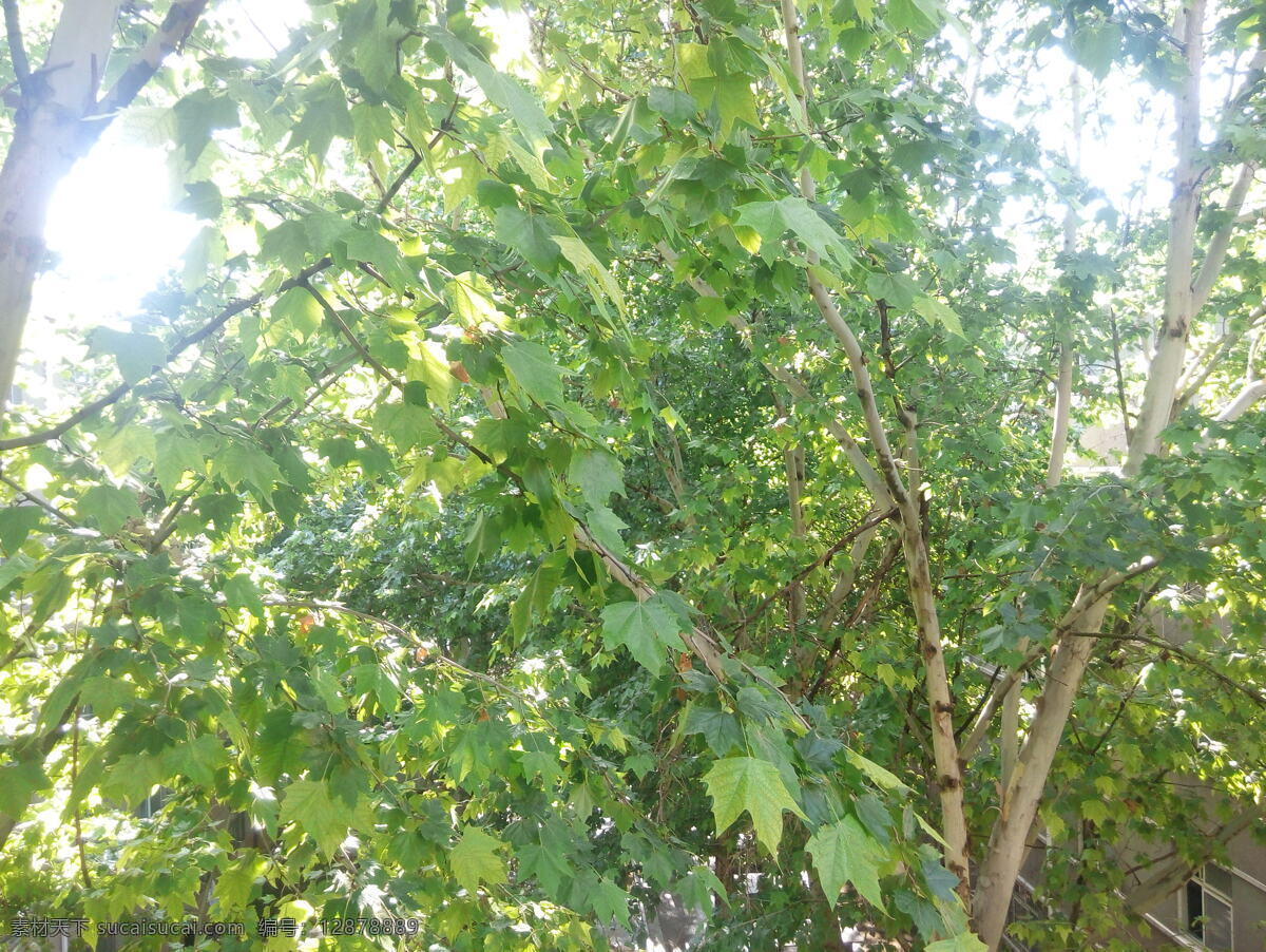 楊樹 陽光 樹葉 枝干 白楊 翠綠 茂密 原創(chuàng) 圖 擁抱 自然 自然景觀 自然風景