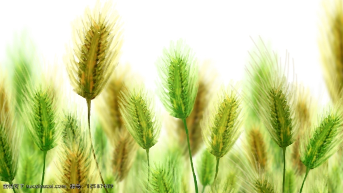 夏季 节气 小满 小麦 麦浪 麦子 手绘 插画 卡通 清新 唯美 植物 农作物 绿色 黄色 自然