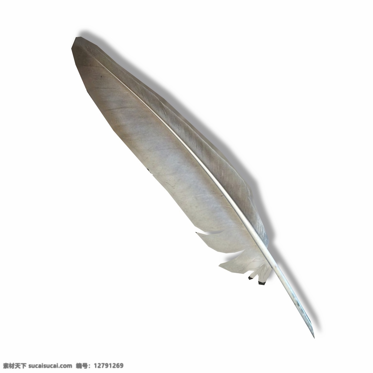灰色 鸟类 翅膀 羽毛 翅膀羽毛 鹅毛 羽毛笔 羽绒
