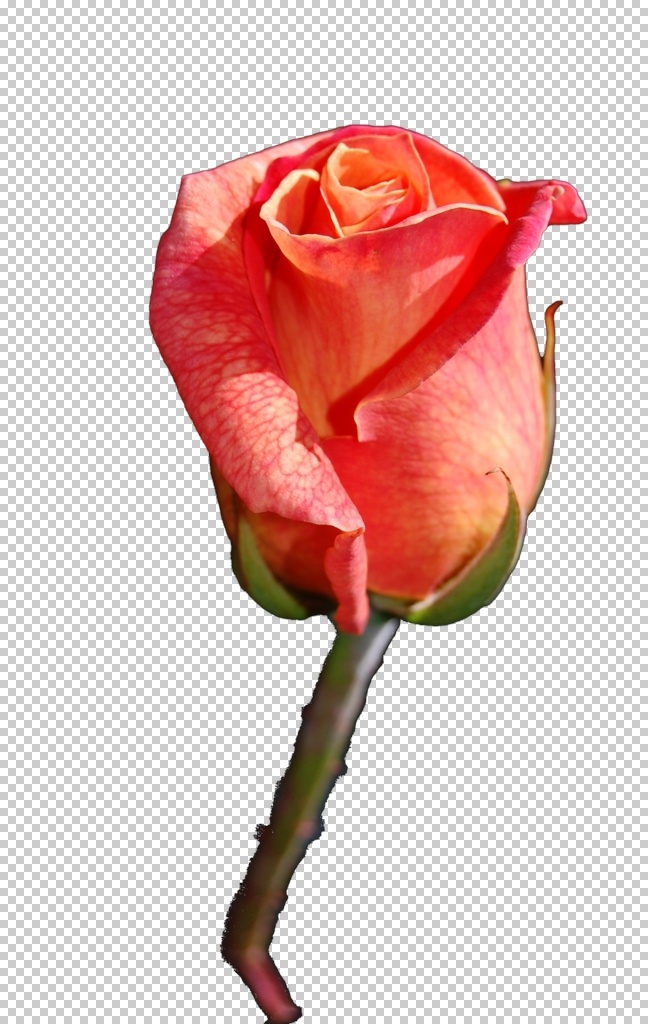 红色 高级 鲜艳 玫瑰花 元素 红花 分层