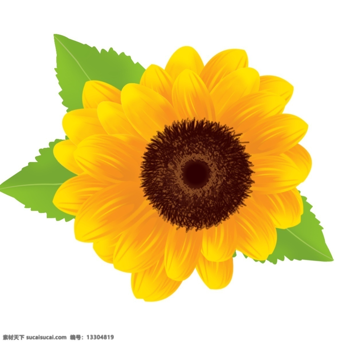 向日葵 卡通 裝飾 圖案 花卉 太陽花