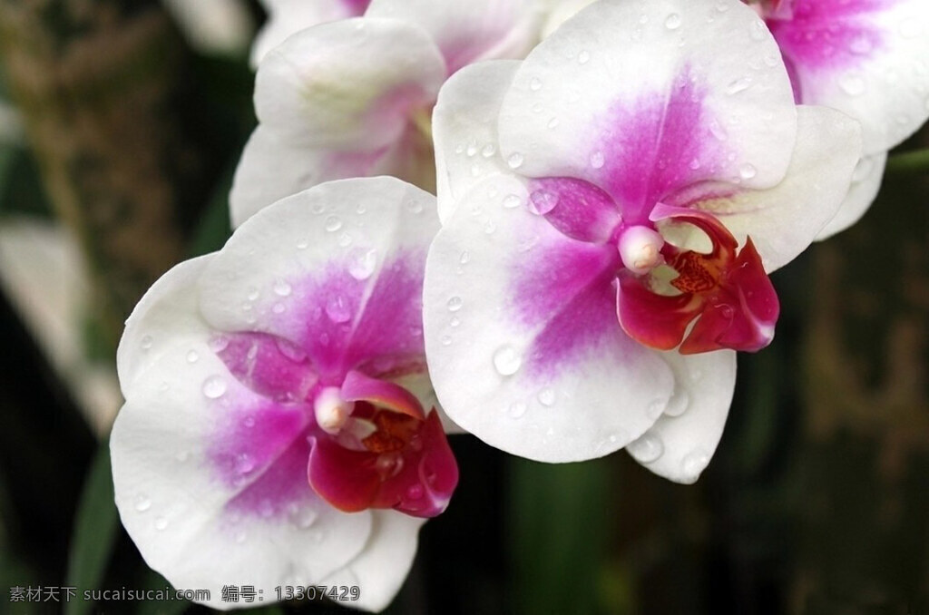 位圖 植物攝影 花卉 花朵 免費(fèi)素材 面料圖庫(kù) 服裝圖案 黑色