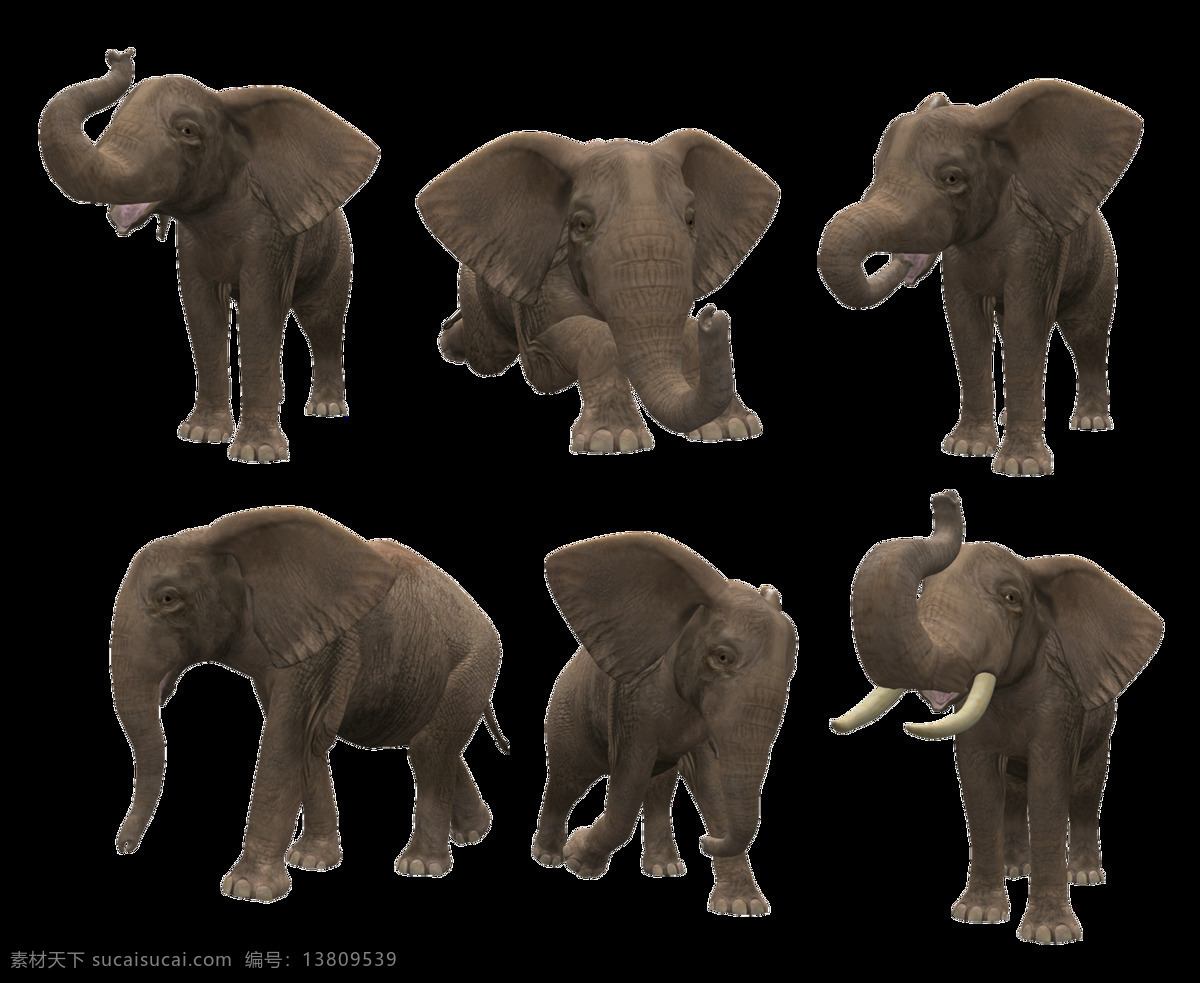 大象图片 大象 小象 象 野象 非洲象 亚洲象 草原象 森林象 png图 透明图 免扣图 透明背景 透明底 抠图 生物世界 野生动物
