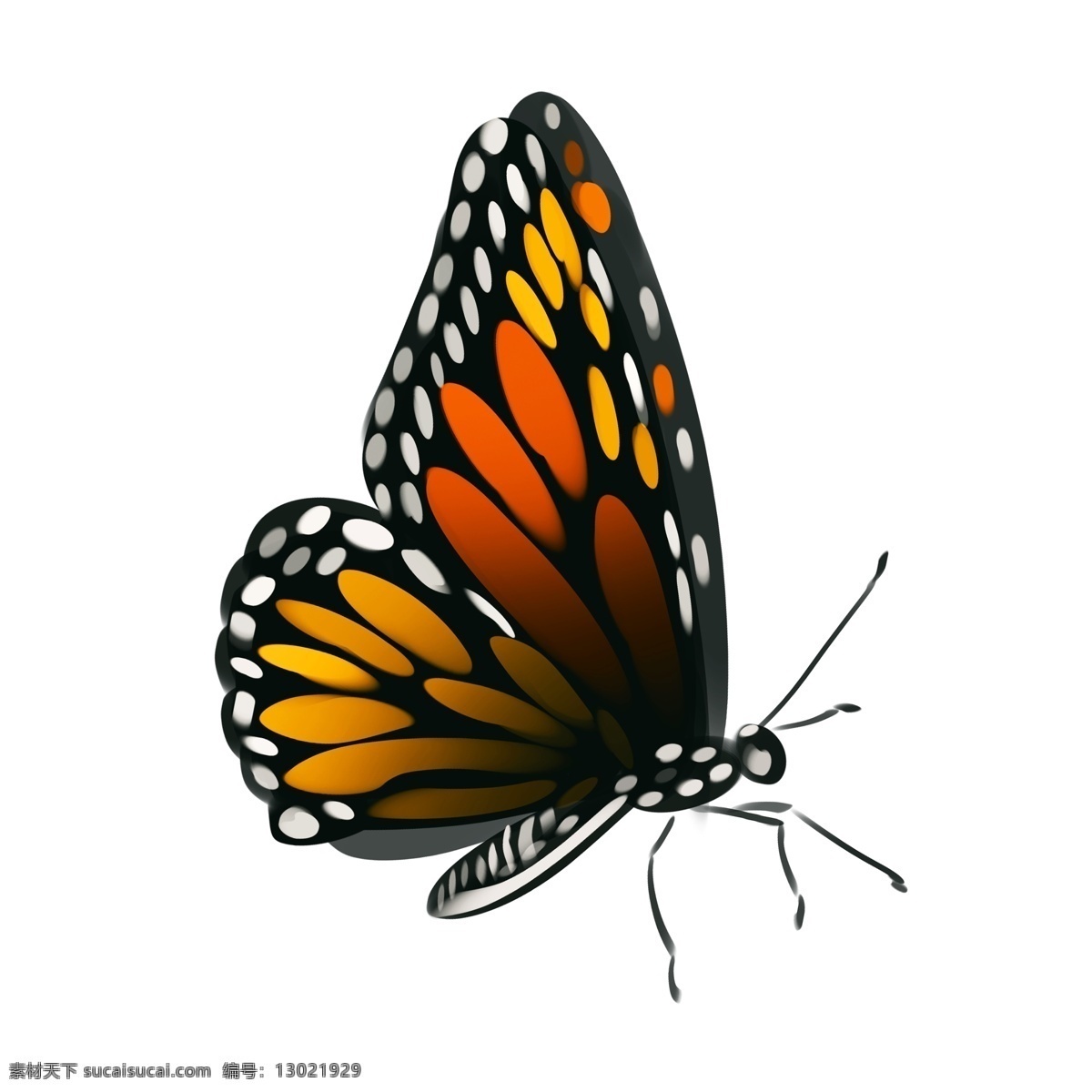 美丽 蝴蝶 动物 插画 美丽的蝴蝶 卡通插画 动物插画 蝴蝶插画 动物蝴蝶 昆虫 益虫 飞舞的蝴蝶