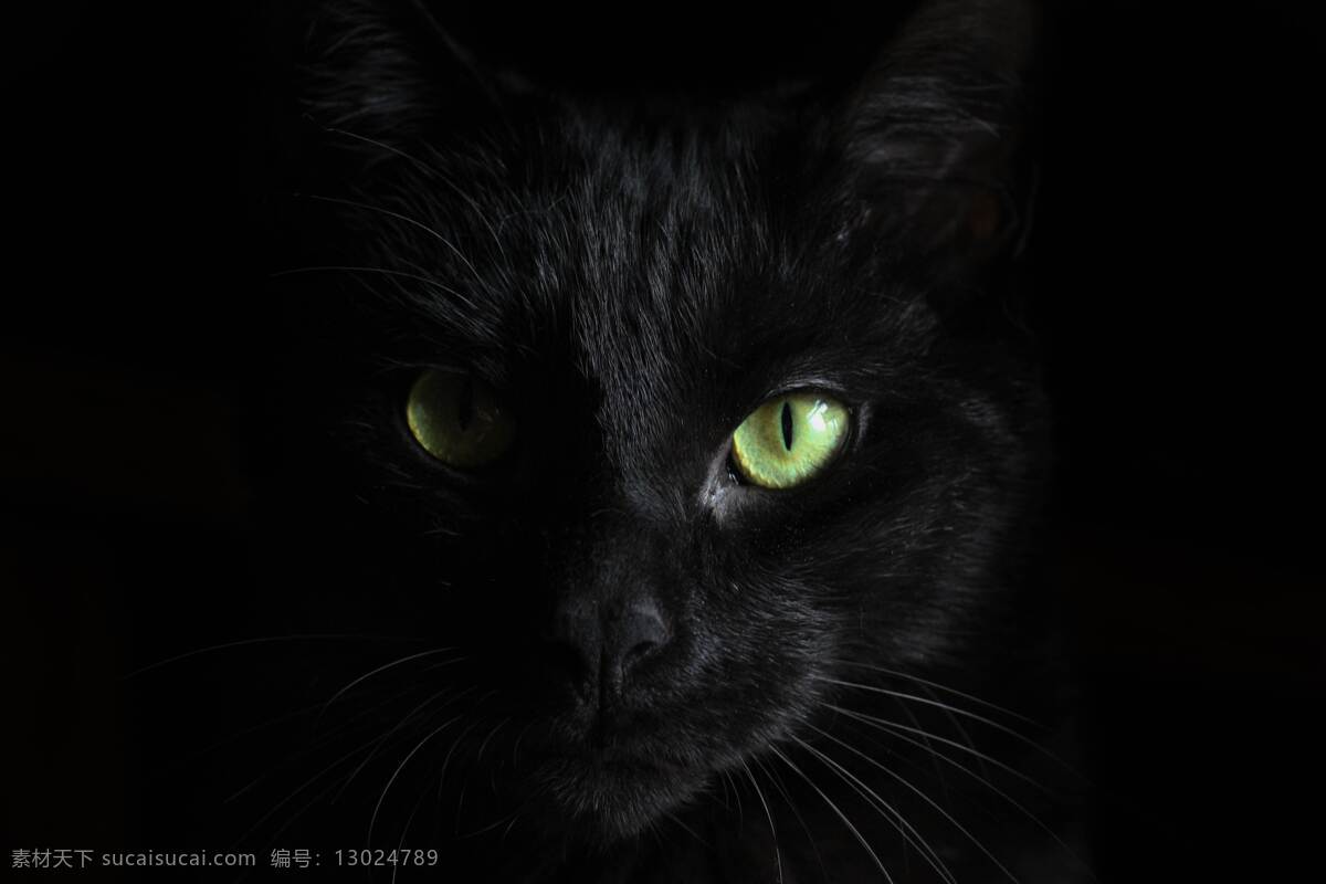 黑猫 猫 可爱 萌宠 黑暗 黑色 动物 背景 眼睛 生物世界 家禽家畜