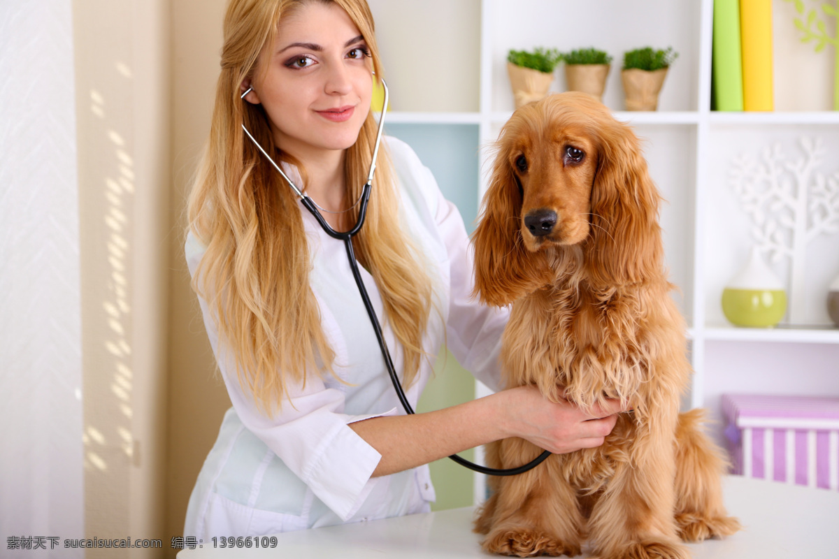 美女 兽医 宠物狗 宠物 职业人物 听诊器 狗 商务人士 人物图片