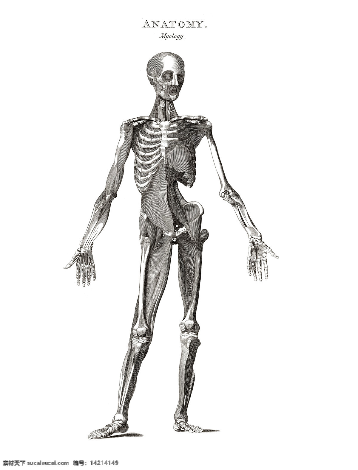 全身 骨骼 肌肉 正面 传统文化 大图 高清 绘画书法 人体 素描 艺用 解剖 视图 文化艺术