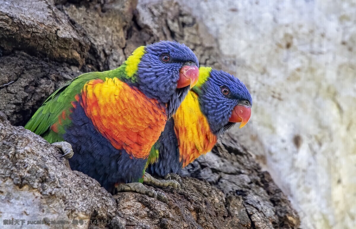 彩色 鹦鹉 小鸟 野生 鸟类 生物世界