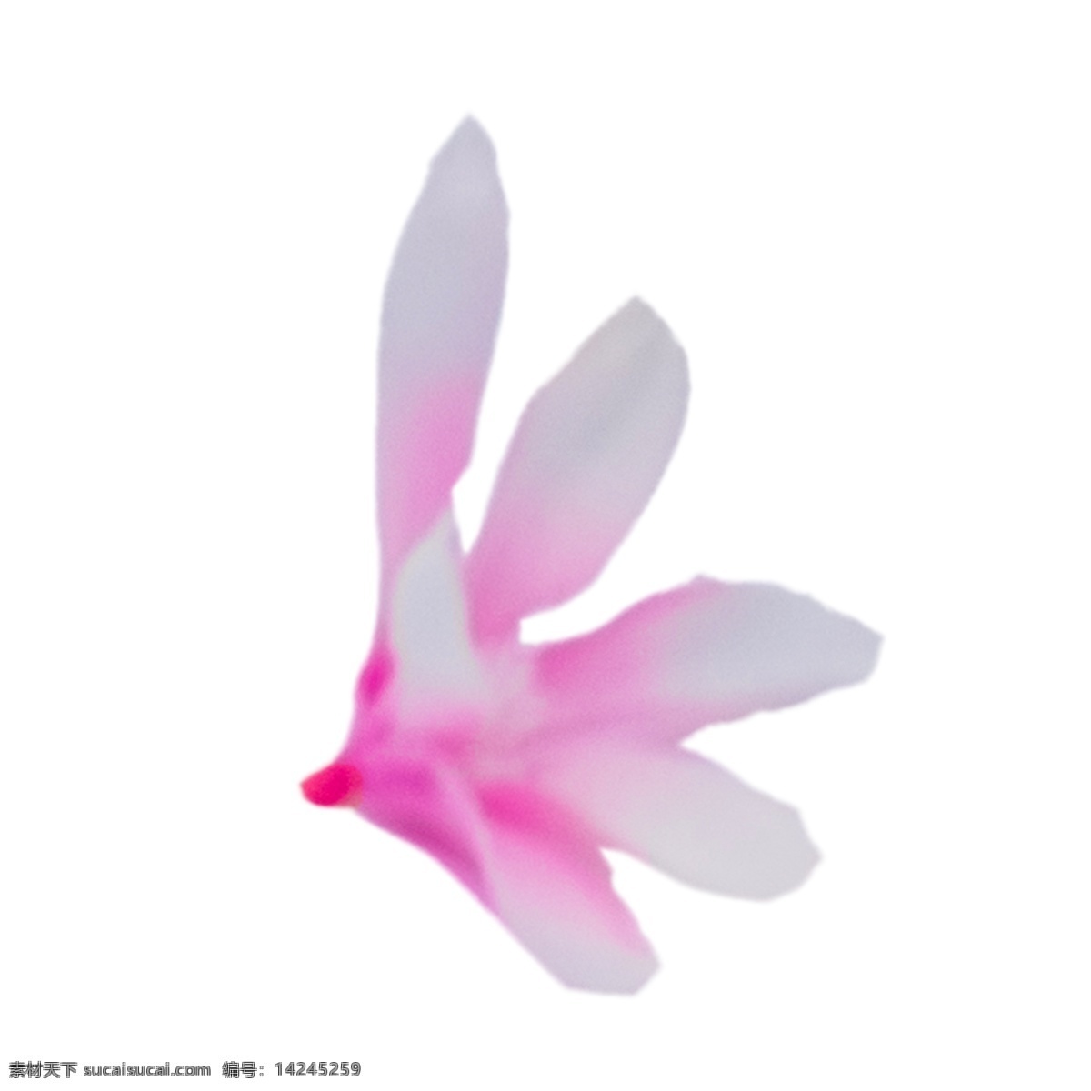盛开 美丽 鲜花 粉色花朵 春天鲜花 鲜花装饰 实物 卡通 插图 创意卡通下载 png图下载