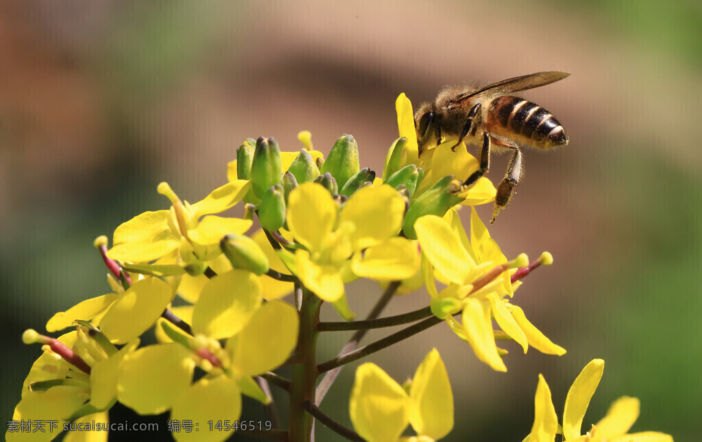 黄色小花 蜜蜂 花骨朵 花蕊 虚化背景 微距