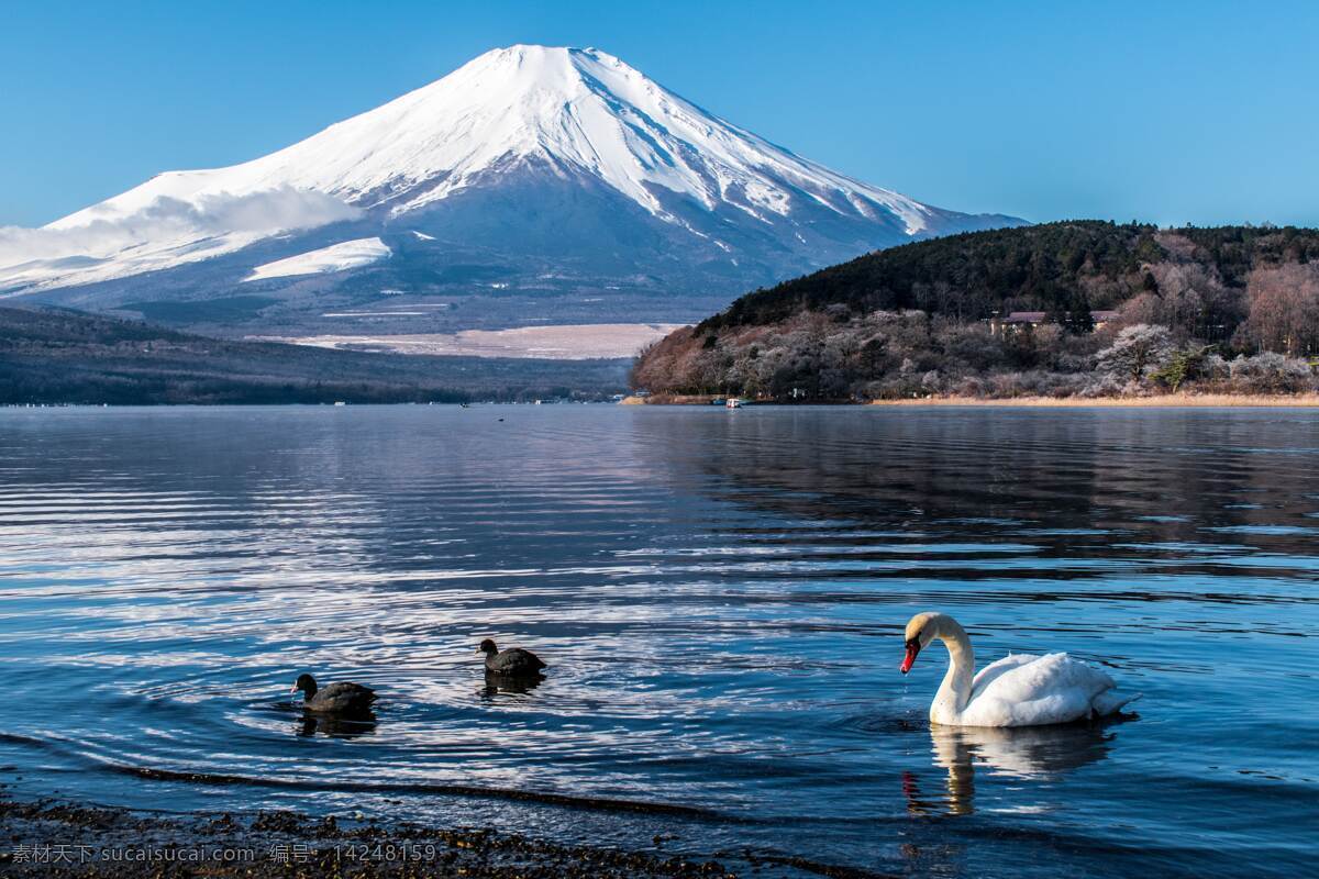 富士山图片 富士山 日本 日本富士山 富士山全貌 日本风情 樱花 雪山 山 山峰 山峦 山脉 湖面 湖 旅游摄影 国外旅游