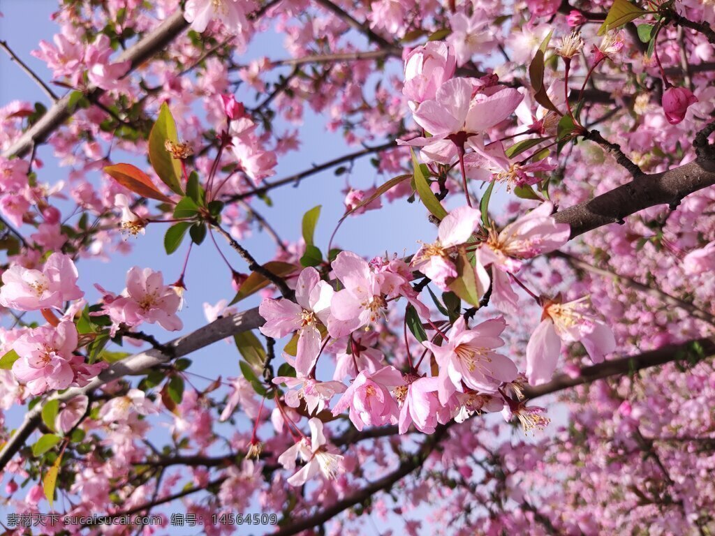苏州 太湖畔 美景 花丛 粉色 海棠 艳丽 热闹