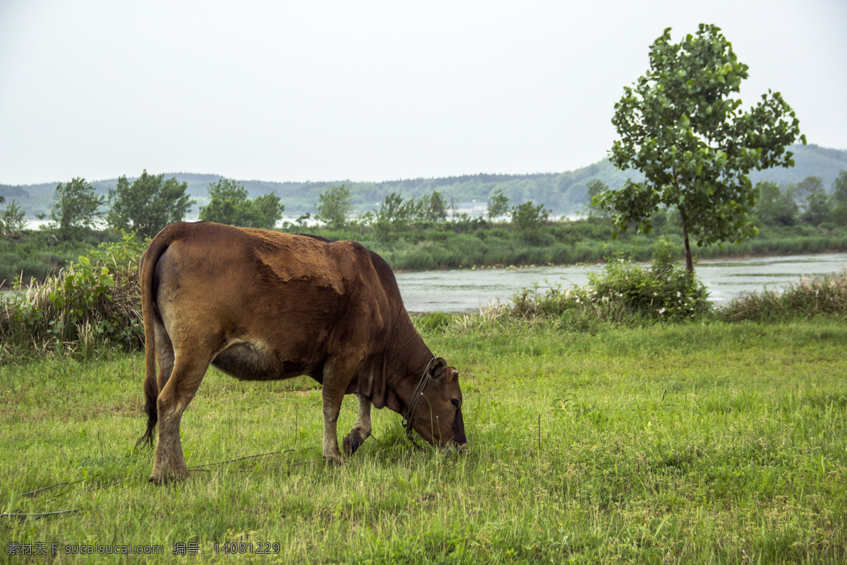 小黄牛 牛 小牛犊 牛吃草 一头牛 湖边放牧 牧牛 家禽家畜 生物世界
