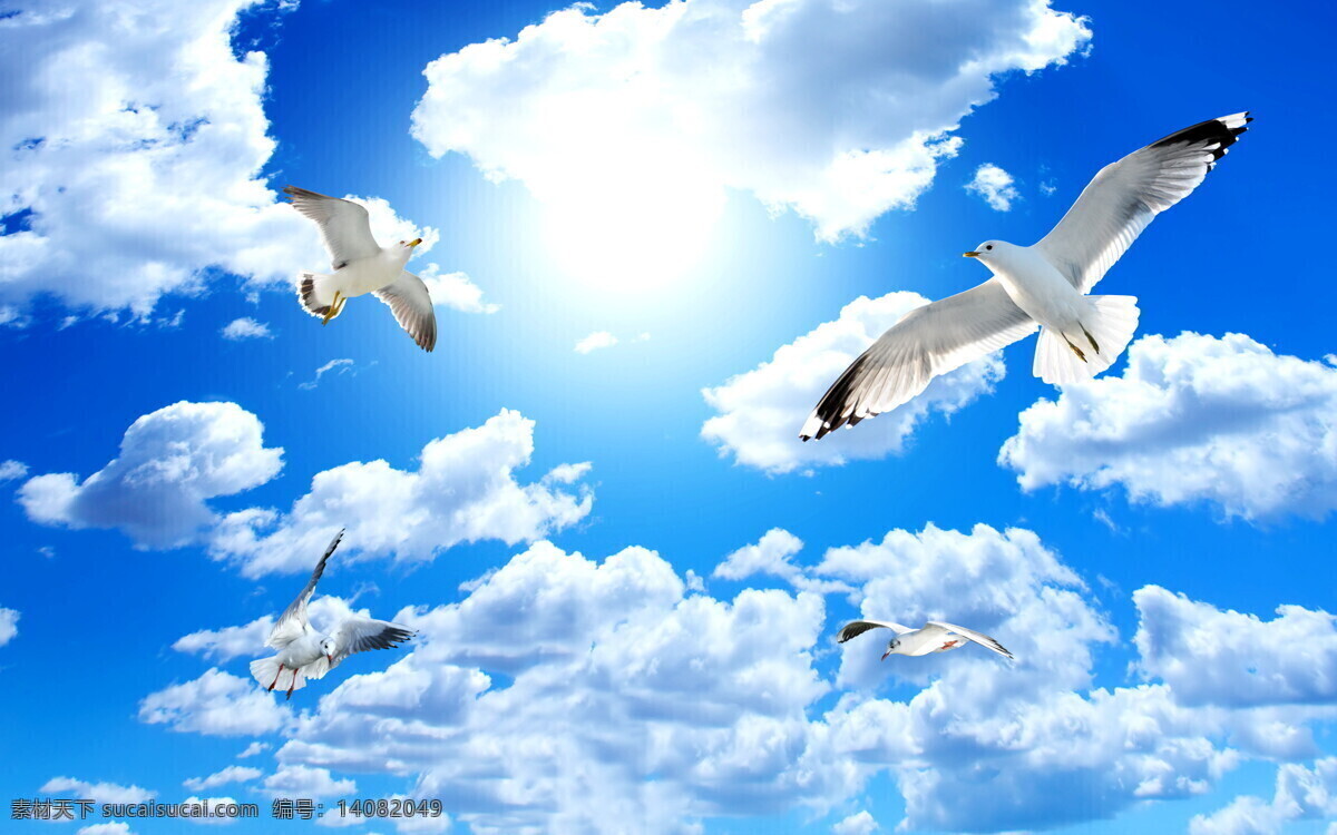 晴空万里 天气 飞鸟 鸽子 蓝天 白云 风景 3d设计