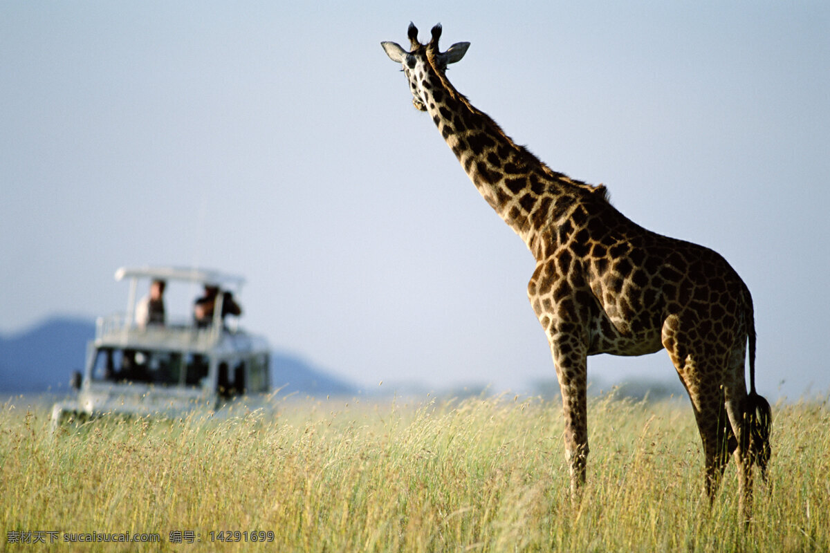 非洲 野生动物 长颈鹿 非洲野生动物 动物世界 动物 jpg图片 生物世界 摄影图片 脯乳动物 站着的长颈鹿 全身 草原 车 陆地动物 黑色