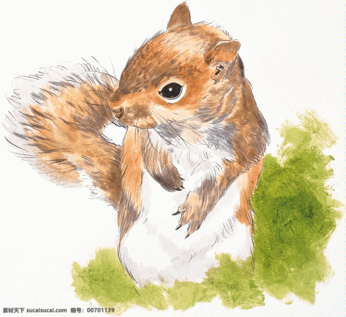 松鼠 动物插图01 设计素材 其它动物 动物插图 书画美术 白色