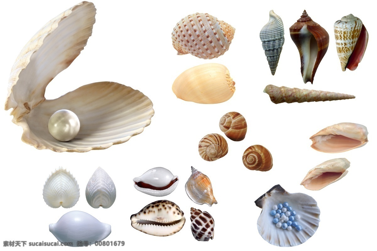 透明素材 png抠图 海螺 花甲 螺丝 沙滩 漂亮的贝壳 扇贝 壳 风铃壳 非 原创 透明 合 辑 分层