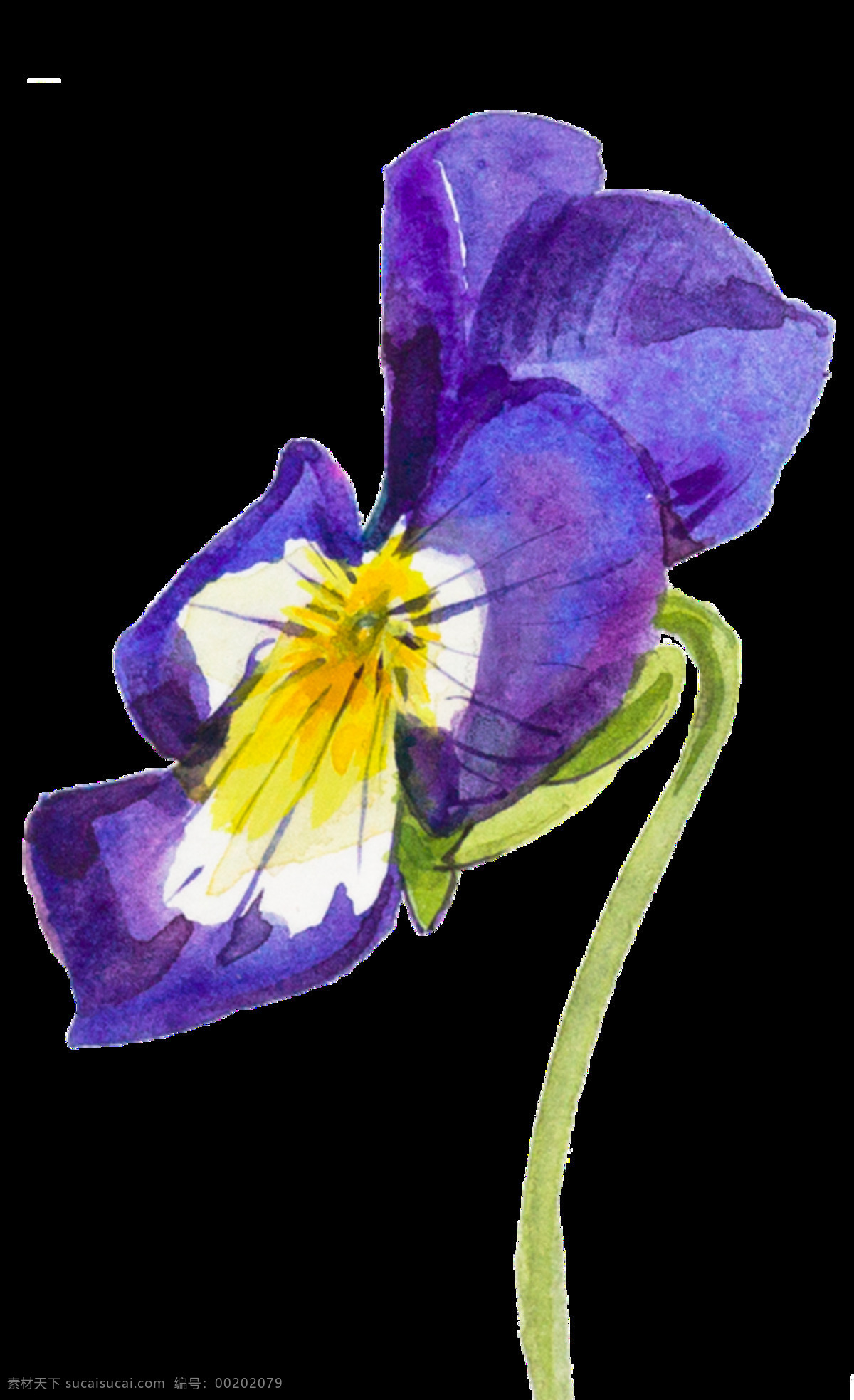 紫色 手绘 花朵 水彩 透明 水彩画 手绘图 透明素材 装饰素材