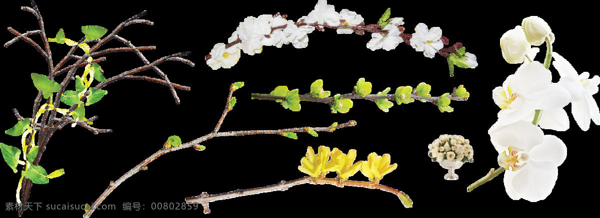 树枝 花卉 装饰 卡片 元素 透明 海报设计装饰 精美 抠图专用 设计素材 淘宝素材 透明素材 装饰图案